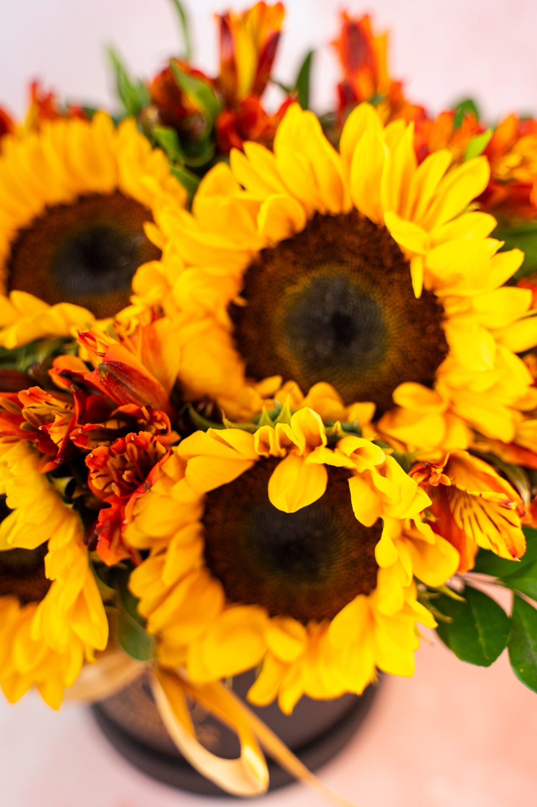 Clásico Girasol